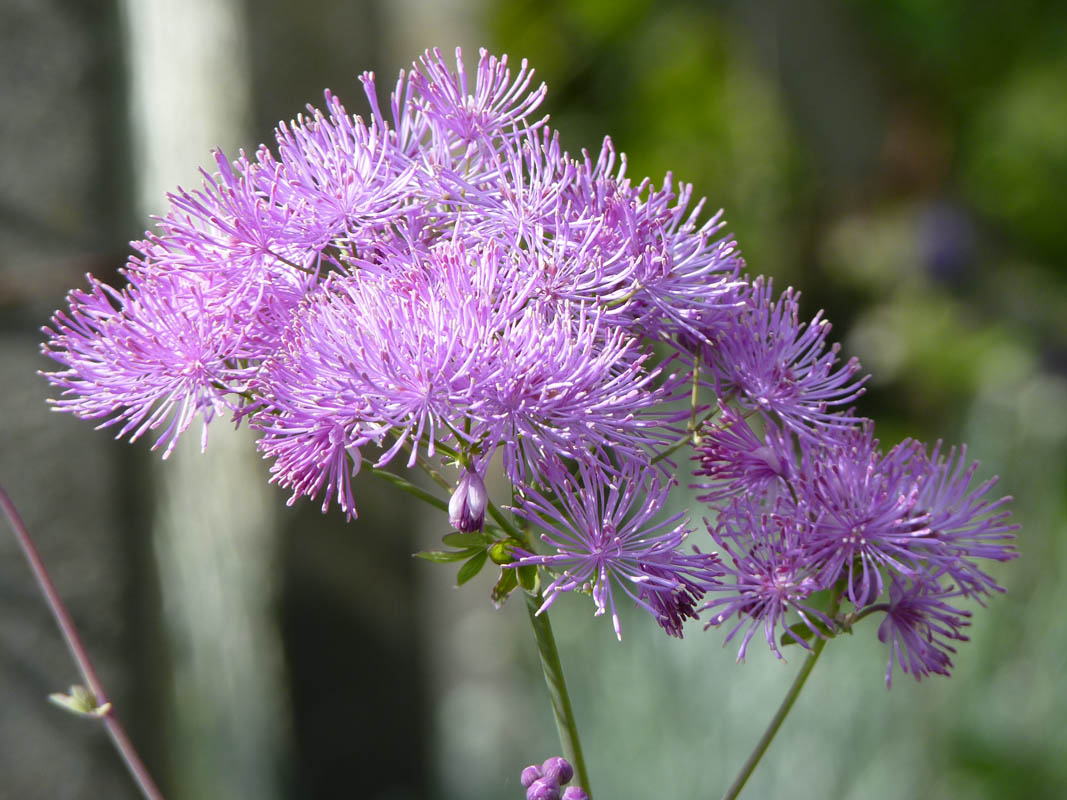Thalictrum aquilegiifolium hybridum
